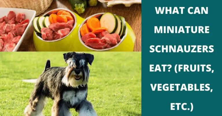 Nutritious Nibbles: What Fruits and Vegetables Can Miniature Schnauzers Eat?