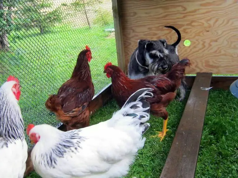 Are Schnauzers Good with Chickens? Unraveling the Canine-Fowl Relationship