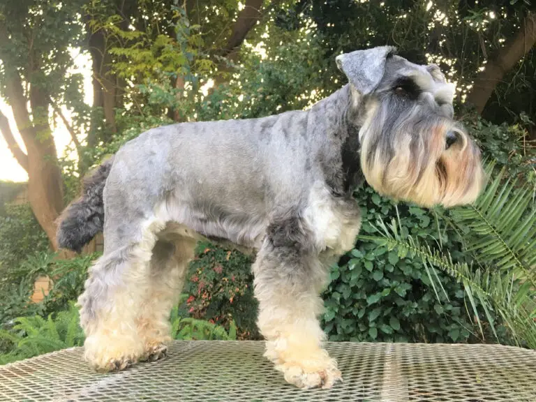 Do Schnauzers Need Haircuts? An In-depth Guide to Schnauzer Grooming