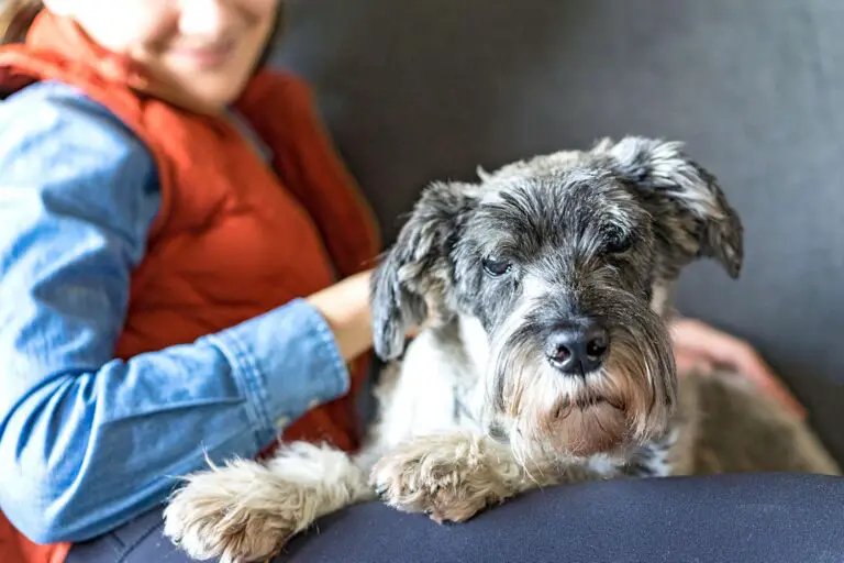 Are Schnauzers Good Dogs?