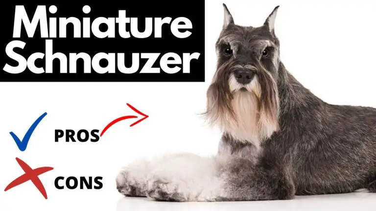 What are the disadvantages of a Schnauzer